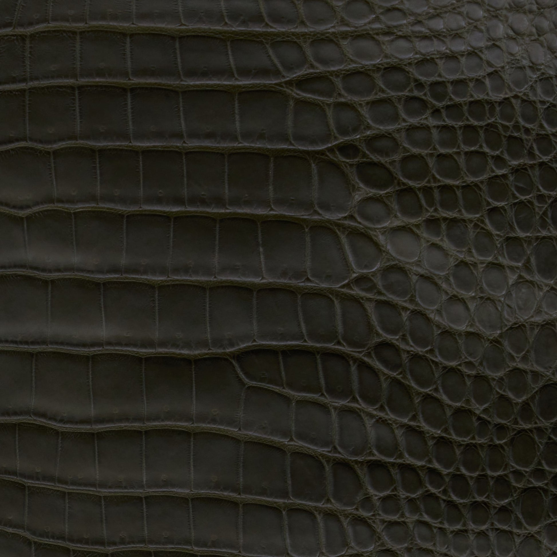 Crocodile Card Holder Olive - MORELET®