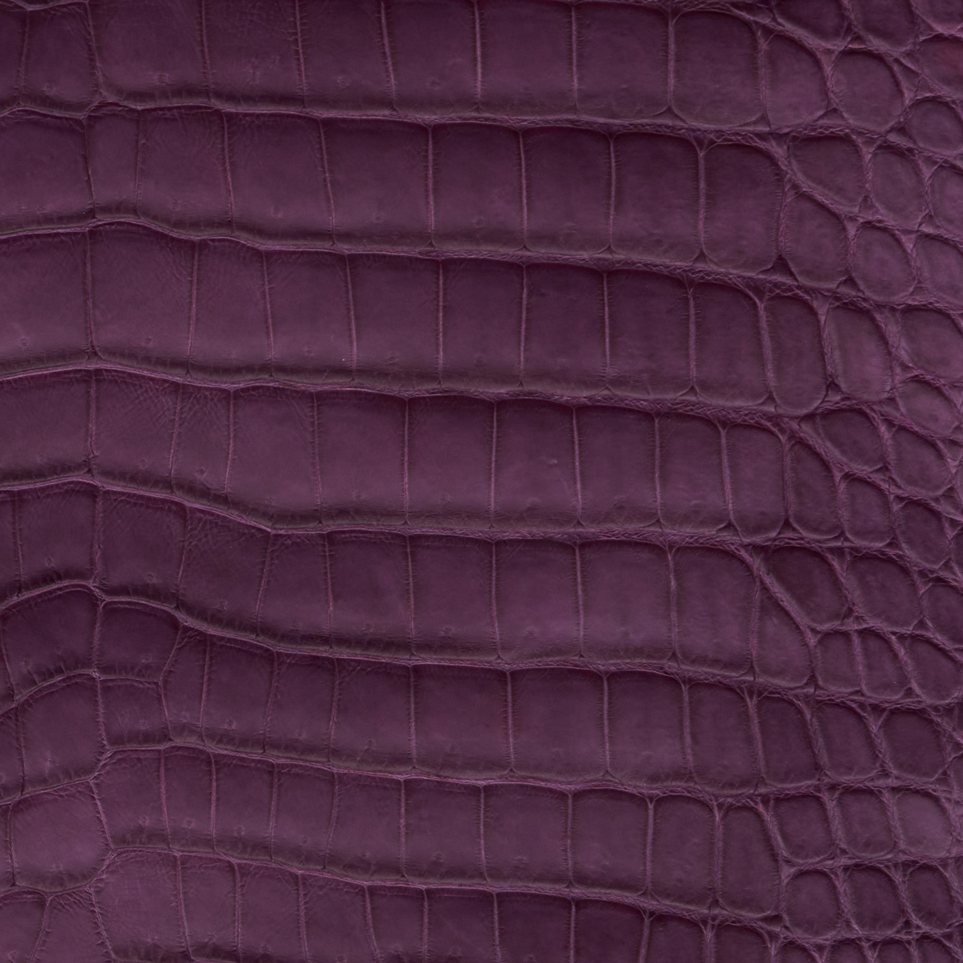 Crocodile Card Holder Plum - MORELET®